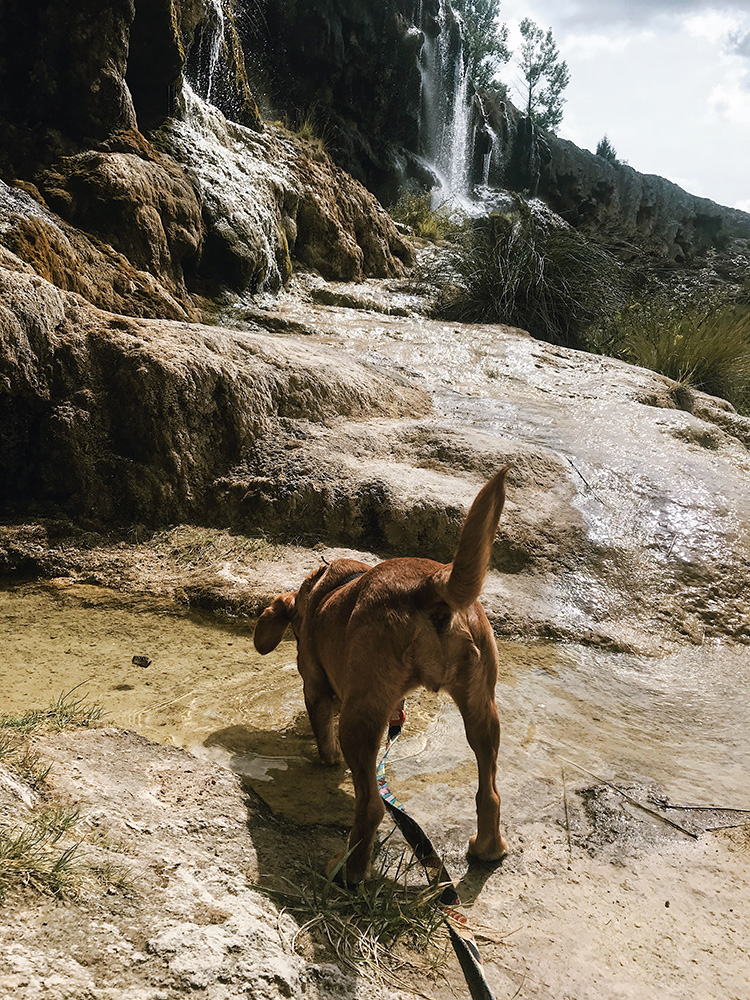 Las cascadas son un sitio tranquilo y perfecto para perros